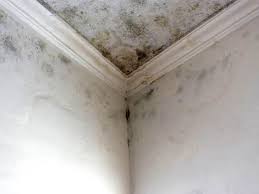  , USA Mold Remediation Pros